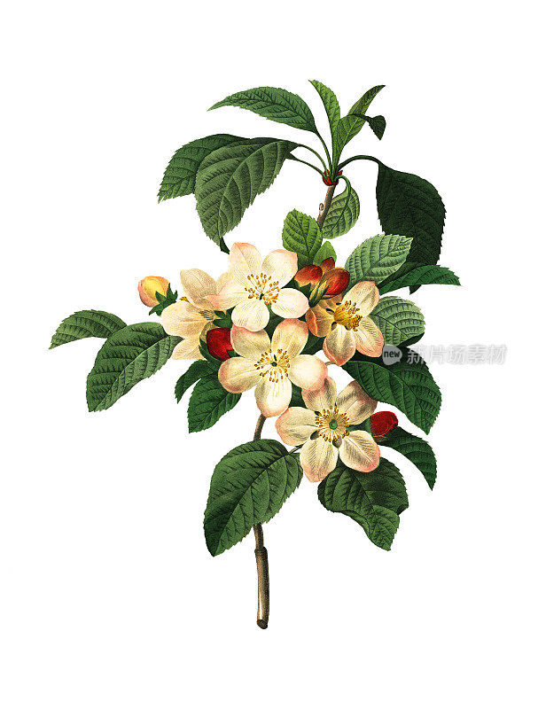 苹果花| Redoute植物学插图